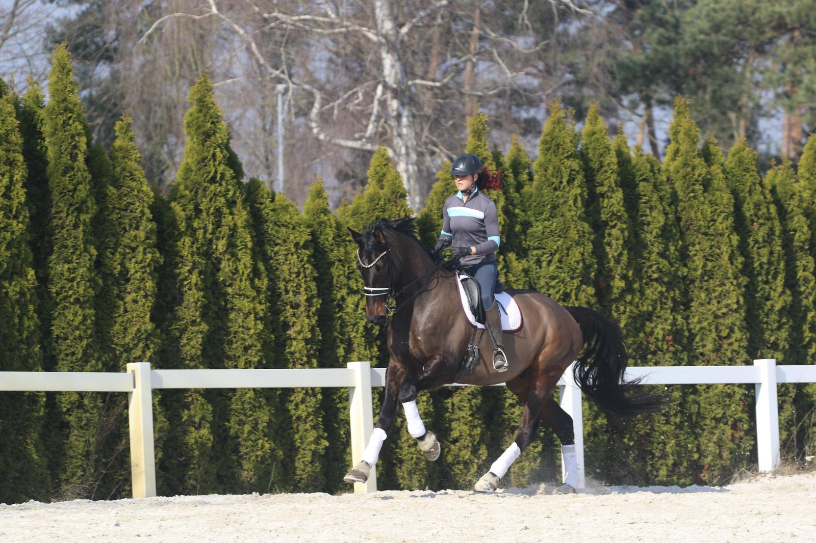 Dressurarbeit im Galopp